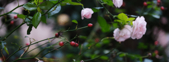 beneficios psicoterapia